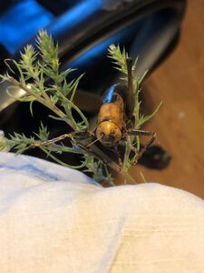 Anabrus simplex