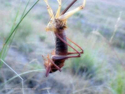 Anabrus simplex