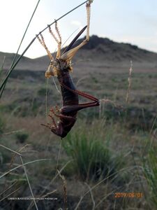 Anabrus simplex