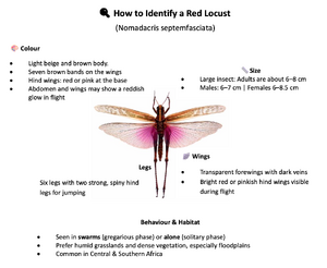 Red locust (Nomadacris septemfasciata) - HopperWiki
