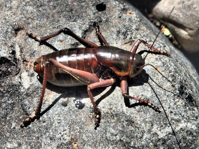 Anabrus simplex