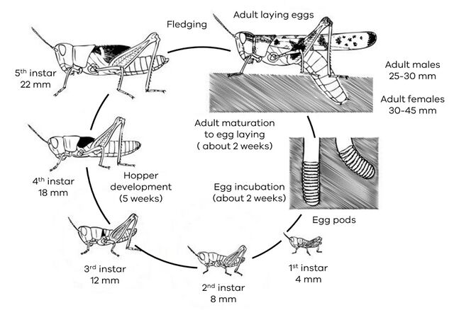 Life cycle of a locust - HopperWiki