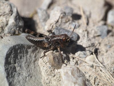 Camnula pellucida