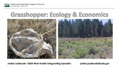 USDA grasshopper ecology and economics presentation