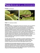 Kansas State University research and extension grasshopper info