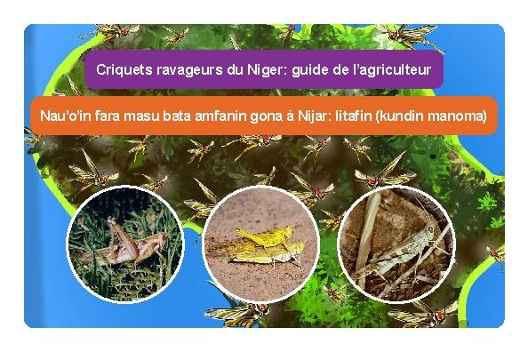 File:Locust identification Niger French Hausa 22.pdf - HopperWiki