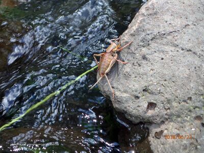 Anabrus simplex