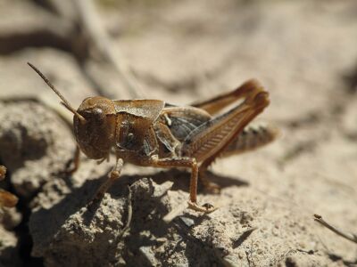 Camnula pellucida