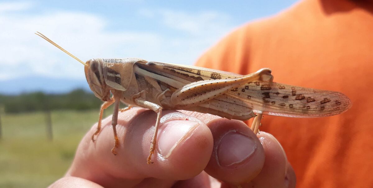 South American locust (Schistocerca cancellata) - HopperWiki