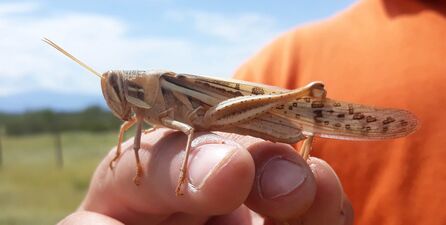 South American locust (Schistocerca cancellata)