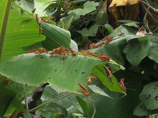 Yellow-spined bamboo locust (Ceracris kiangsu) - HopperWiki