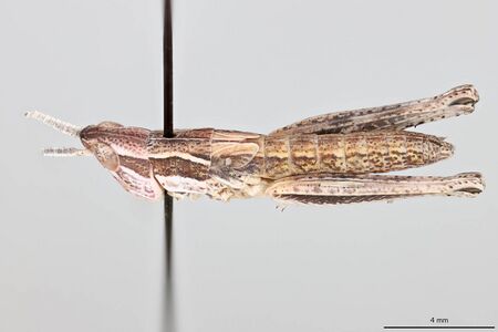 Cordillacris occipitalis