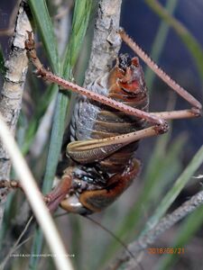 Anabrus simplex