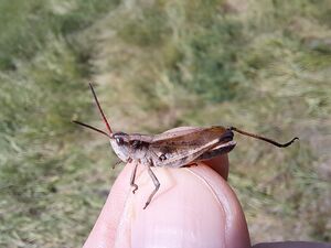 Thomas' broad-winged grasshopper (Chloealtis abdominalis)