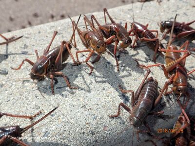 Anabrus simplex