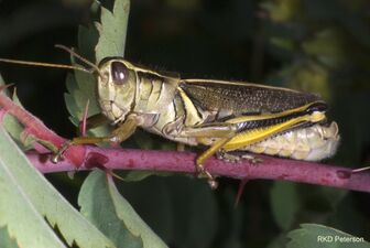 Two-striped grasshopper (Melanoplus bivittatus)