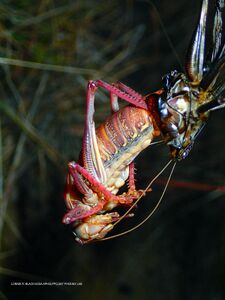 Anabrus simplex