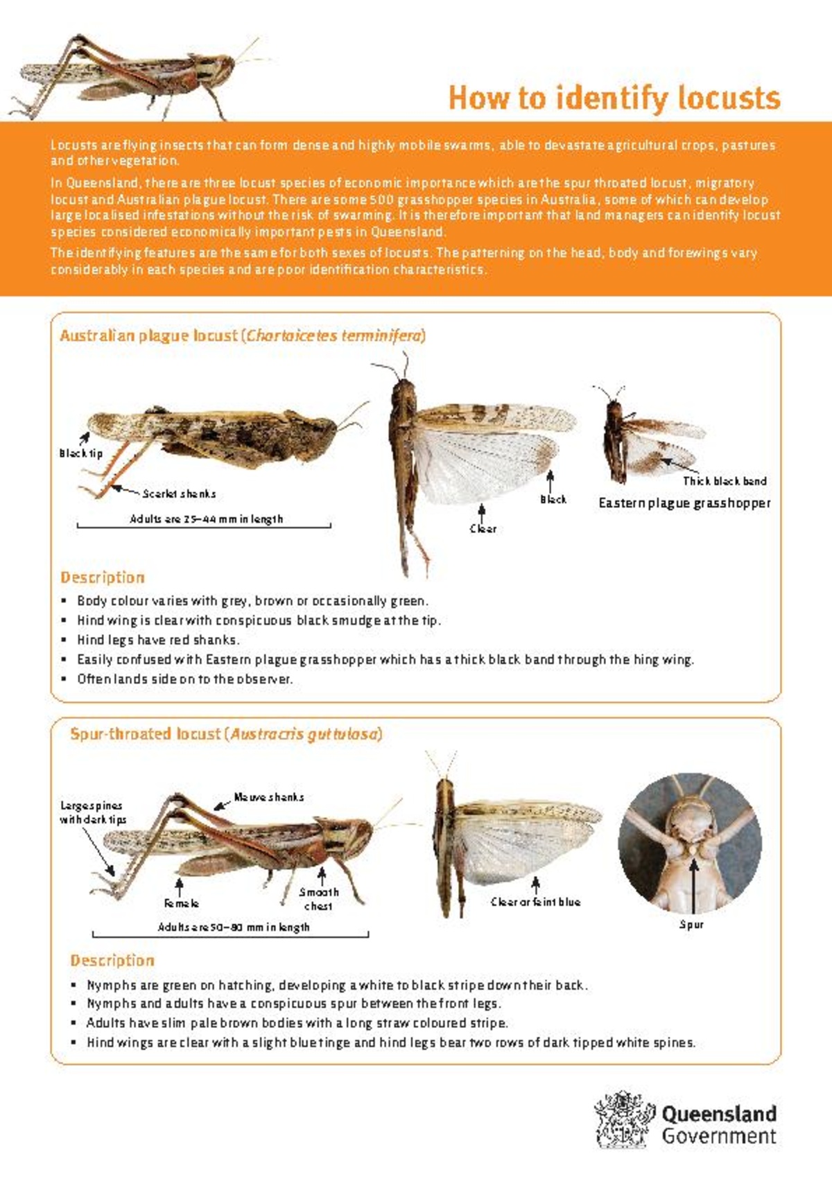 File:How to identify locusts.pdf - HopperWiki