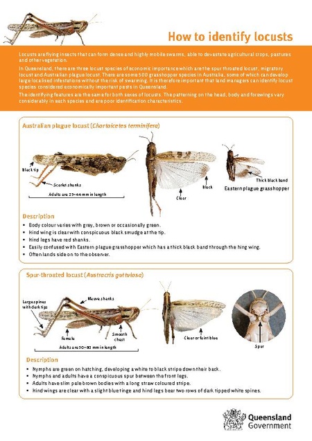 How to identify locusts - HopperWiki