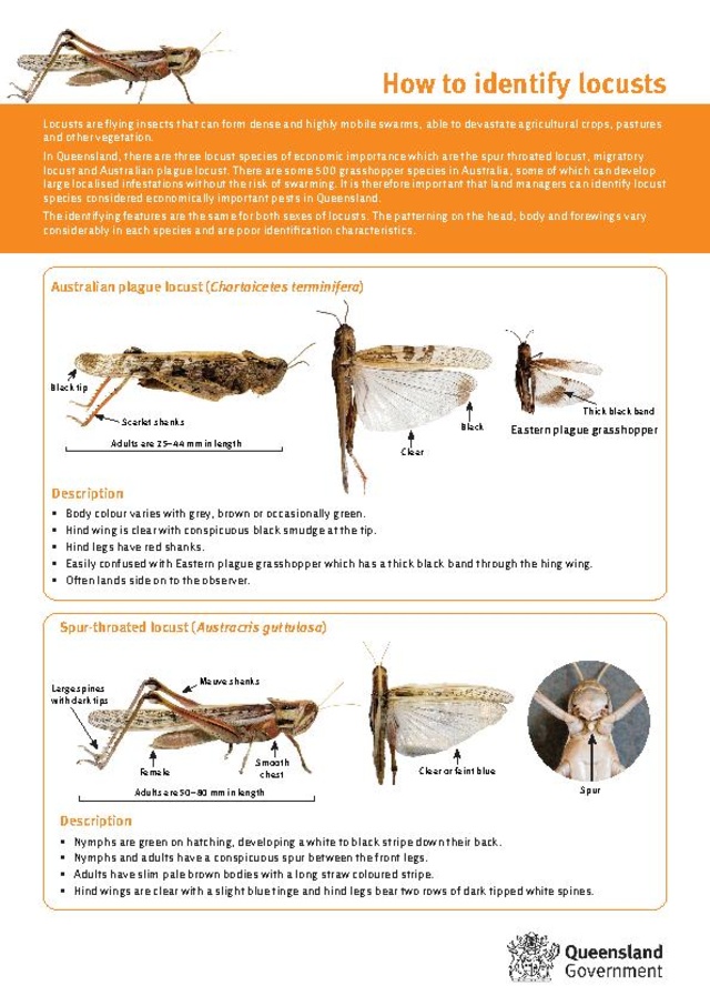 File:How to identify locusts.pdf - HopperWiki