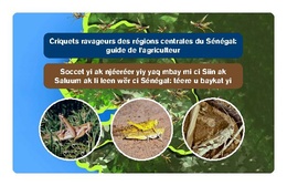 Locust pests of the central regions of Senegal