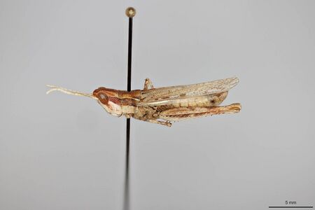 Cordillacris occipitalis