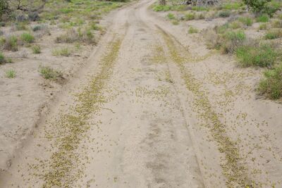 A swarm of desert locusts crossing the road in Chidhi village, Salal region, Somaliland. ©FAO/Isak Amin