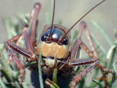 Anabrus simplex