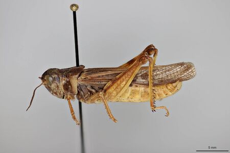 Camnula pellucida