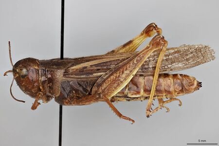 Camnula pellucida