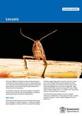 Locusts of Australia
