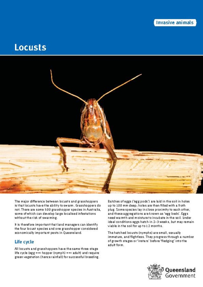 Locusts of Australia - HopperWiki
