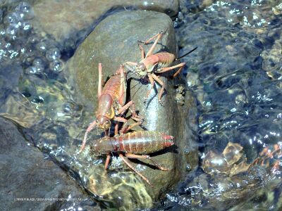 Anabrus simplex