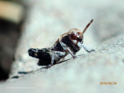 Camnula pellucida