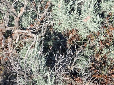 Anabrus simplex