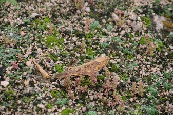 Peruvian locust (Schistocerca interrita)