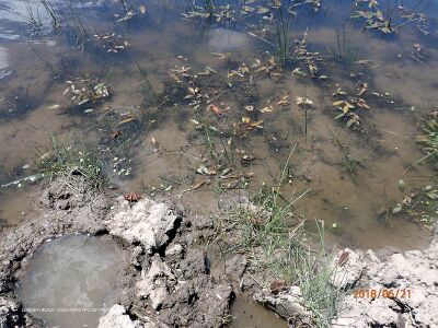 Anabrus simplex