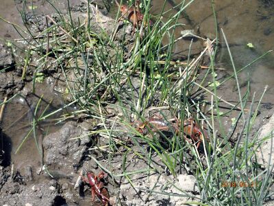 Anabrus simplex