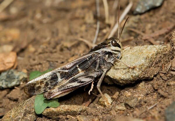 Yellow-winged locust (Gastrimargus musicus) - HopperWiki
